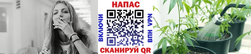 Каннабис гибрид  Мураши 